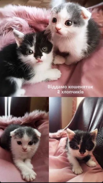 Продам двох кошенят прямоухийчорний 300 грн веслоухий білий 500грн