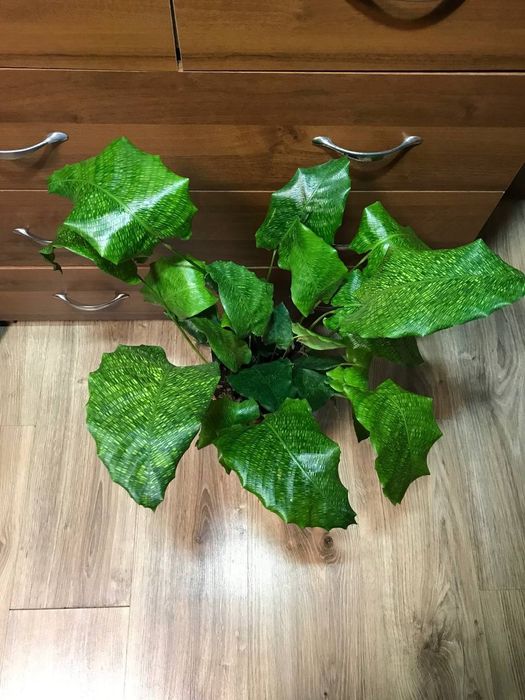Калатея Нетворк  Мозаичная