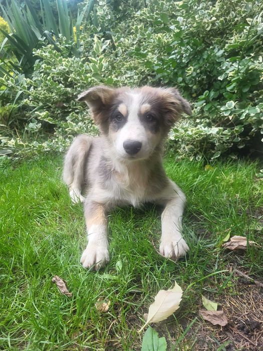 Szczeniak Border Collie piesek