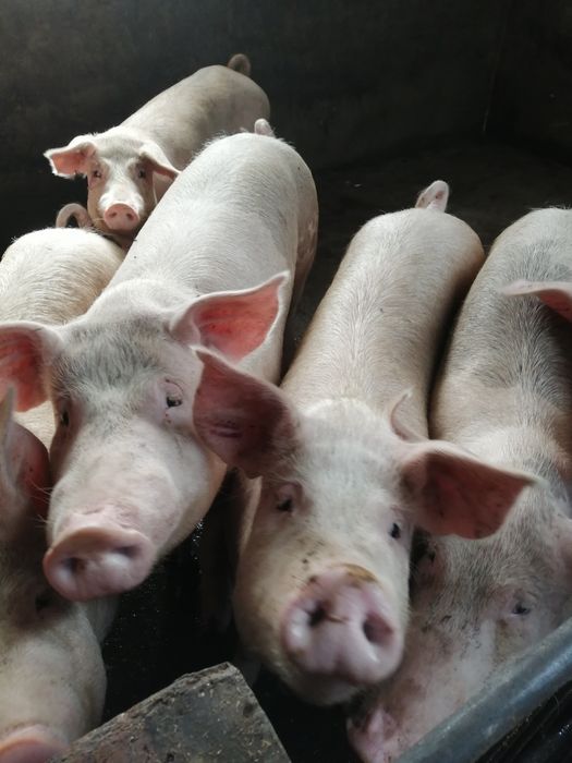 Свині жива вага, мясні