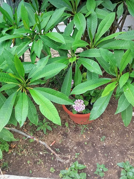 Faço limpeza de jardins terrenos e podas de árvores
