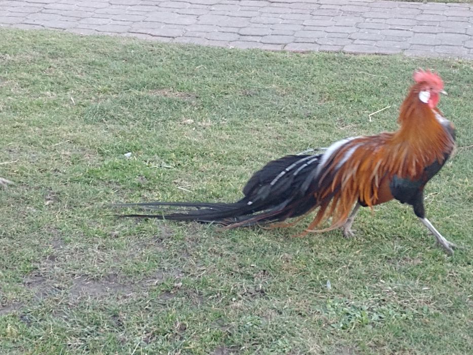 Jajka lęgowe fenixow