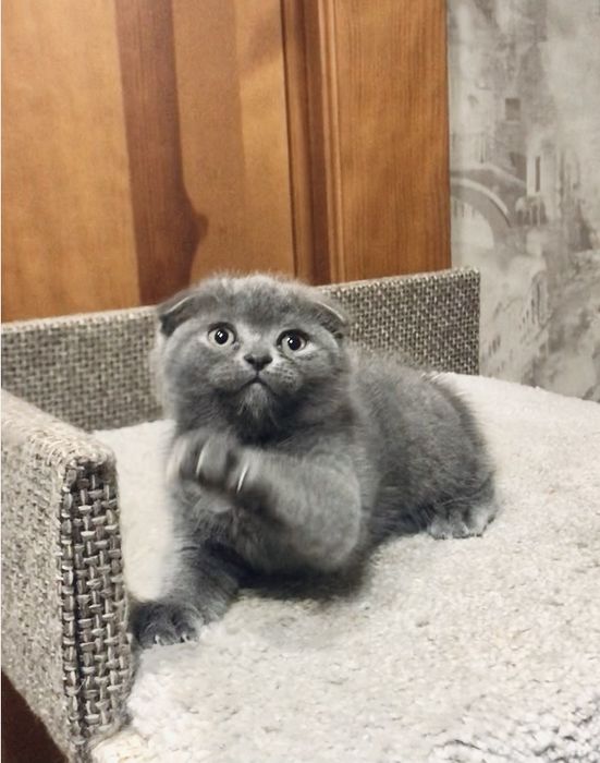 Пропоную дівчинку