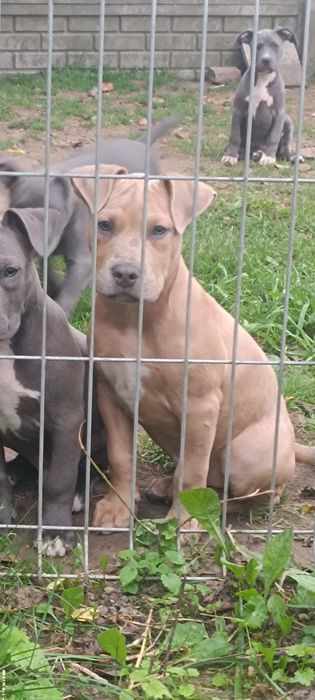 Amstaff, amstaf, American Staffordshire Terrier