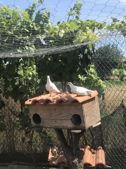 Pombas brancas, pombas de leque e rolas.