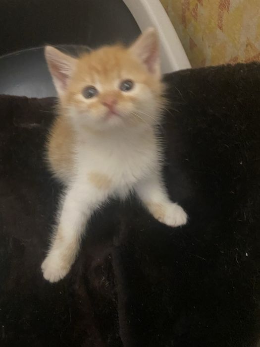 тваринки муркотунчики безкоштовно