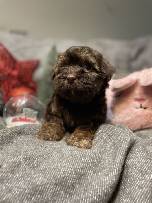 Aria- słodka dziewczynka