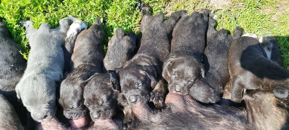 Продам цуценят Кане-Корсо