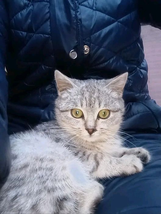 Остався хлопчик скоттиш страйт