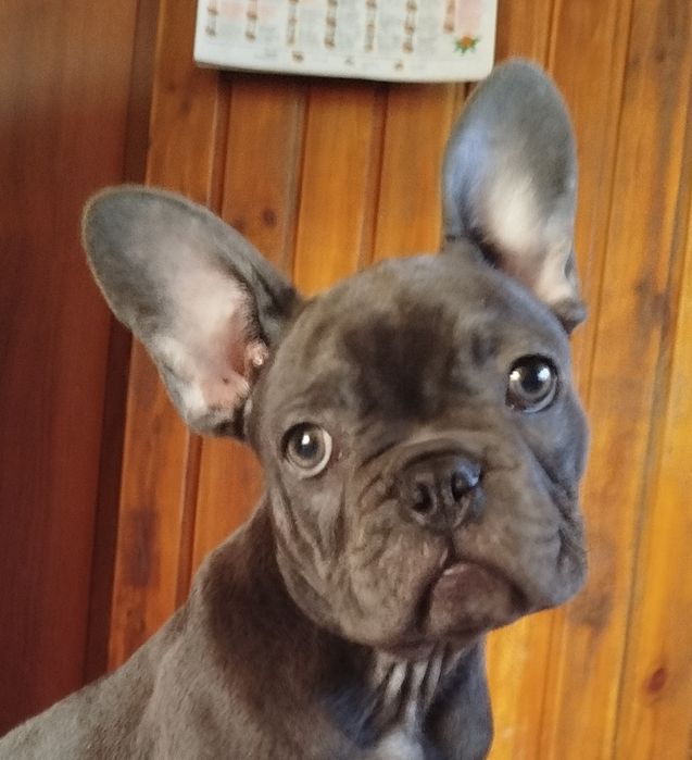 Щенок Французского бульдога. Мальчики 3,5 месяца.