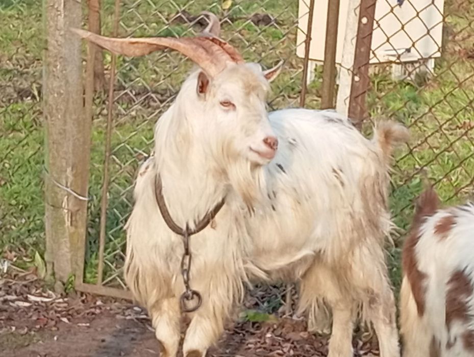 Цап дорослий вік 1 рік та 6 місяців