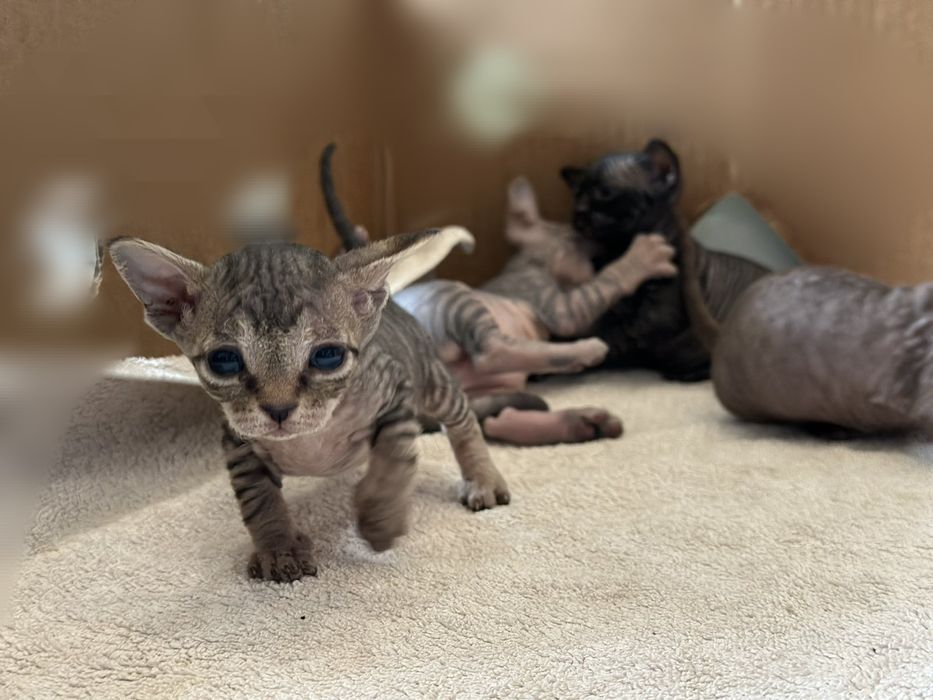 канадський свінкс