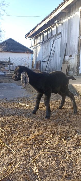 Англонубійський козлик продається
