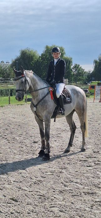 Stakkatol/Caretino wałach 7 lat z potencjałem