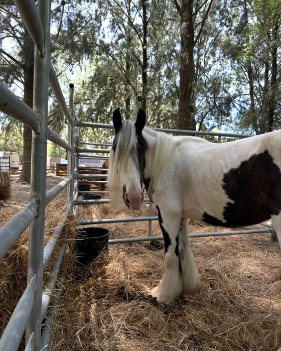 Égua gypsy vanner para venda