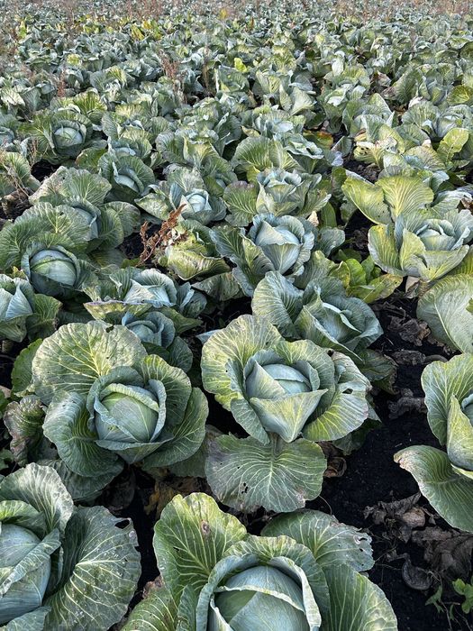 АГРЕСОР F1  |   Топ якість