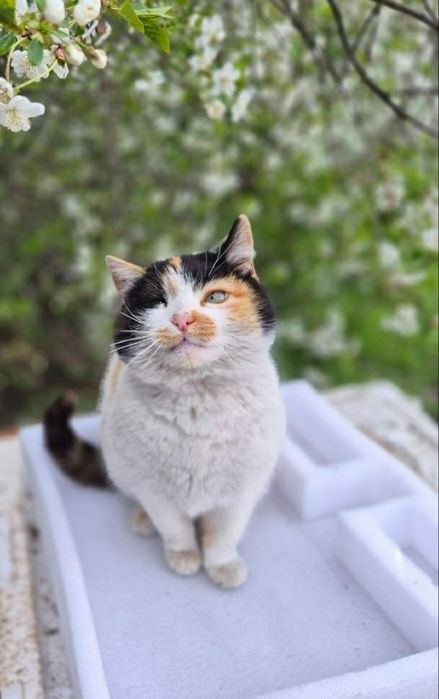 Ласковая трехцветная кошка