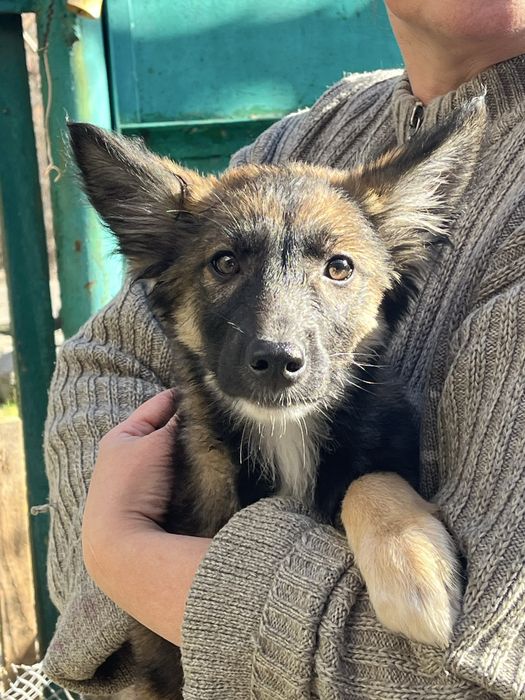 Щенок 3 месяца девочка