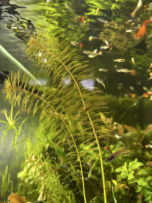 Продам акваріумні рослини: буцефаландра, анубіас