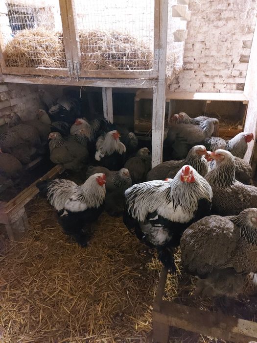 Півні темної брами