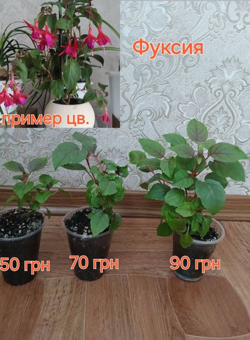 Фуксия,калатея,традисканция,бельбергия,сингониум