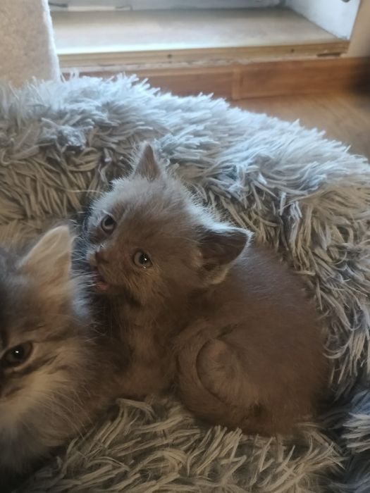 Kotek brytyjski liliowy