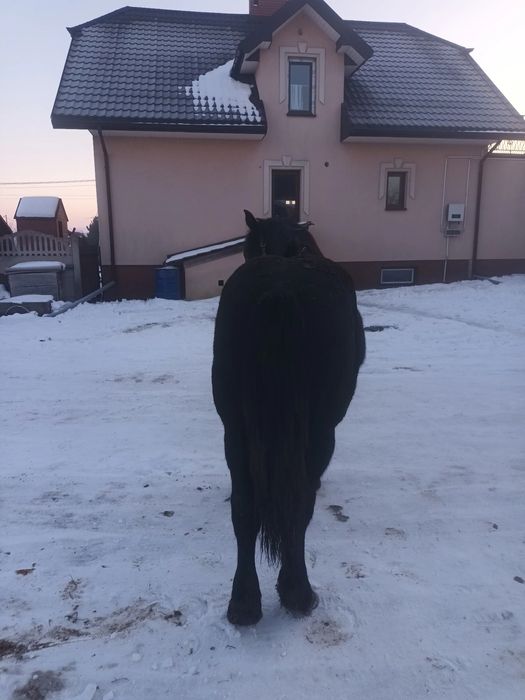 Sprzedam ogierka zimnokrwistego