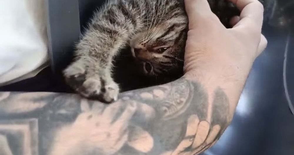 Gatinho 2 meses ADOÇÃO