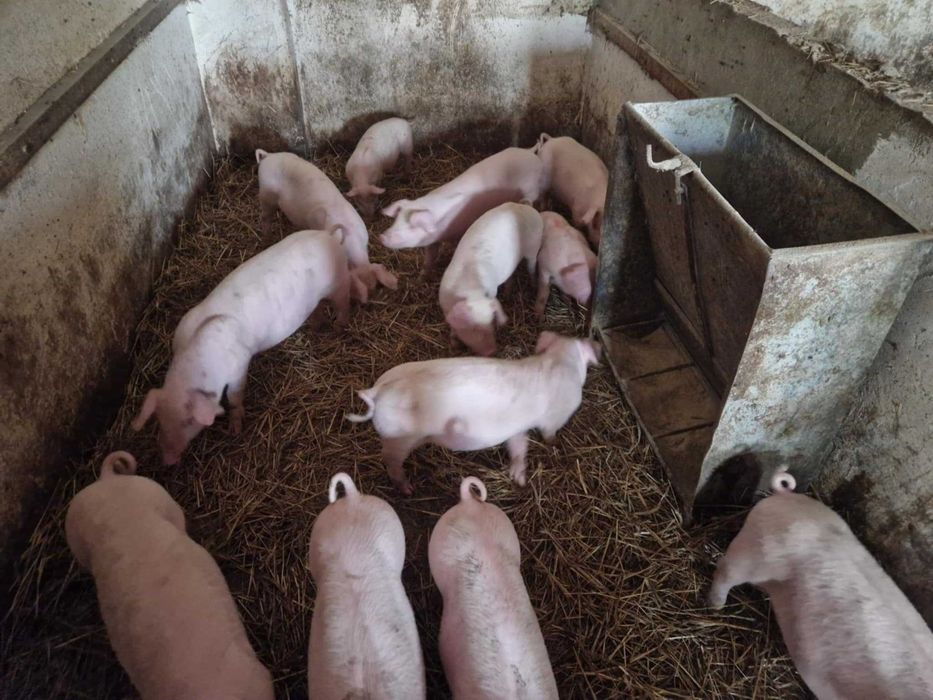 Sprzedam prosięta 12 szt