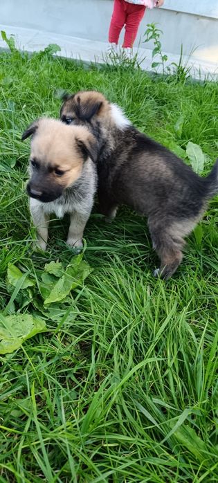 Віддам цуценят в добрі руки) Веселі) грайливі) все їдять