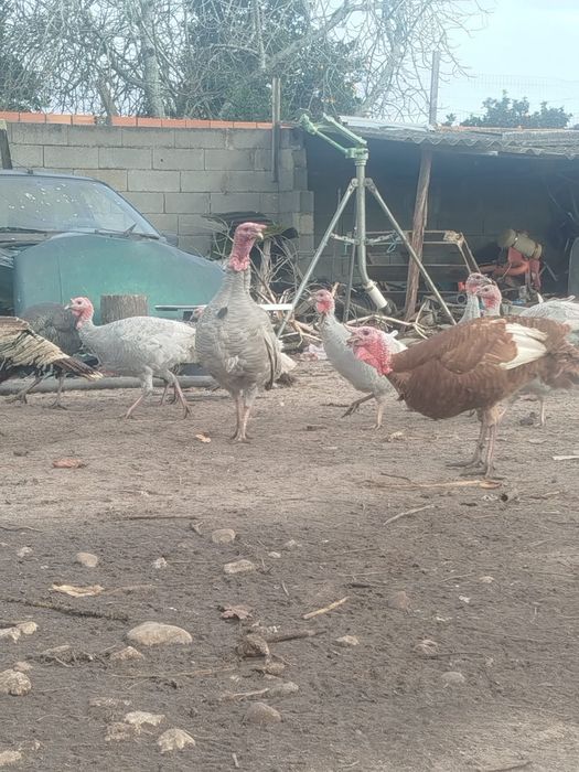 Galos e perú Caseiros