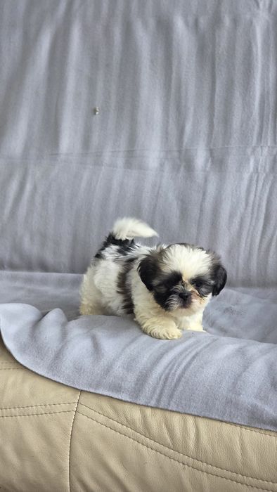 Shih-tzu macho disponível