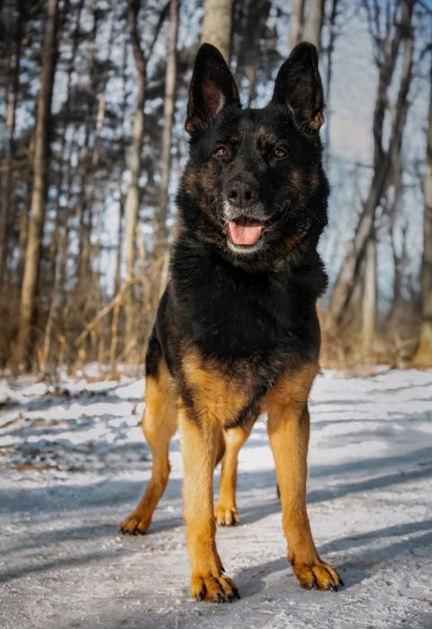 Sana w typie owczarka do adopcji!