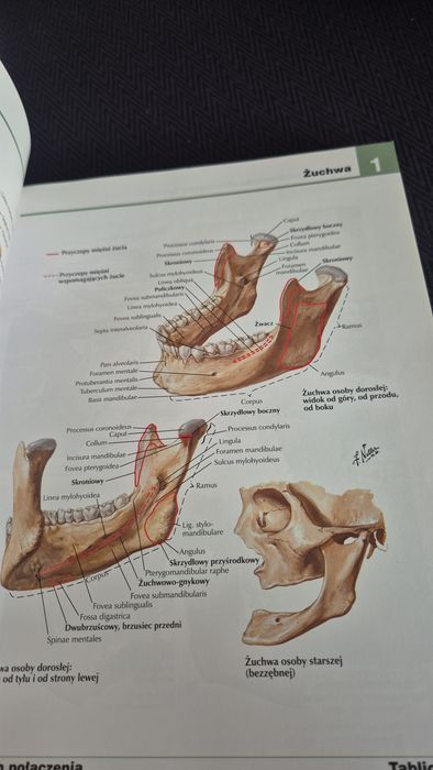 Atlas Anatomii Człowieka Netter tom 1+2