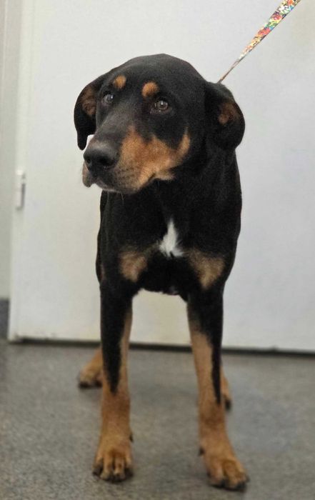 Łazy/Ciągowice znaleziono psa!