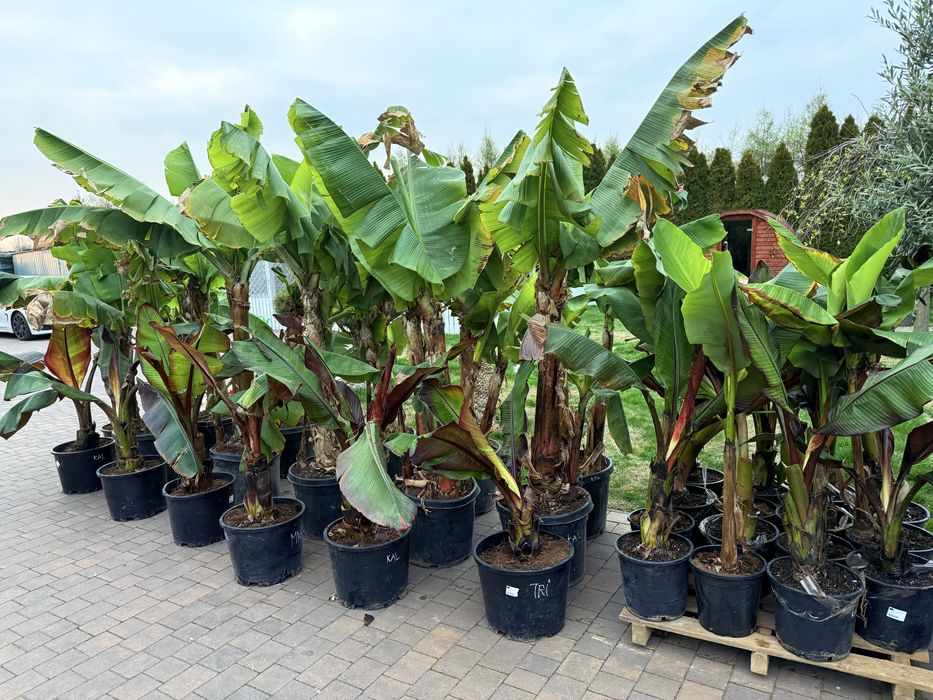 Bananowiec duży 2-3m Musa Cavendish Maurelii | Bananowiec owocujący