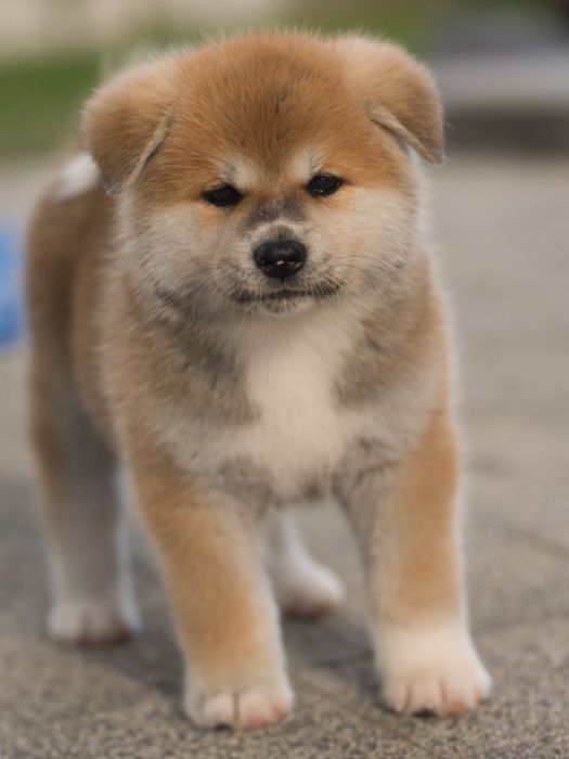 Akita Inu, piękny czerwony chłopiec-ZKwP/FCI & AKIHO