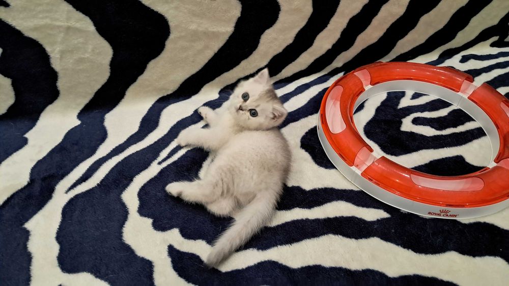 Ласковый шотландский котенок серебристая шиншилла