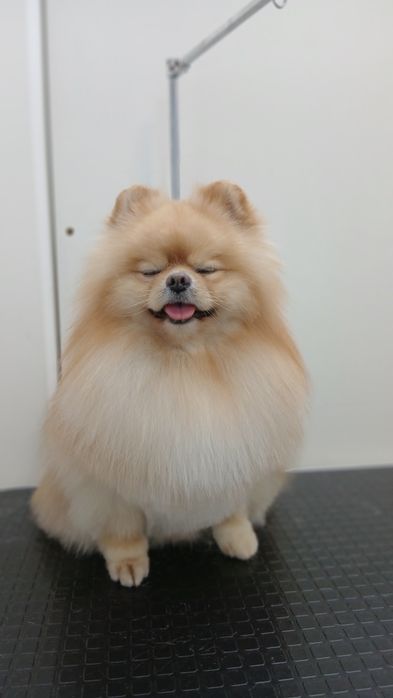 Грумінг. Стрижка собак.