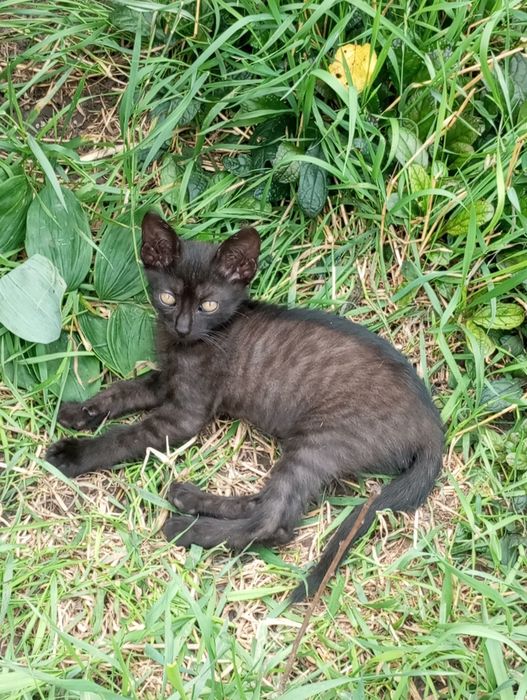 Маленький котик-муркотик