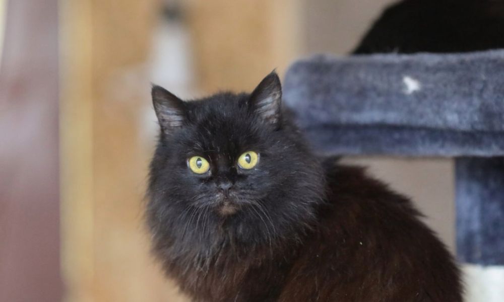 Шелби 1,5 года  кошеня дівчинка чорна