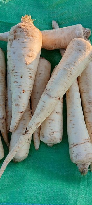 Marchew buraczek pietruszka seler