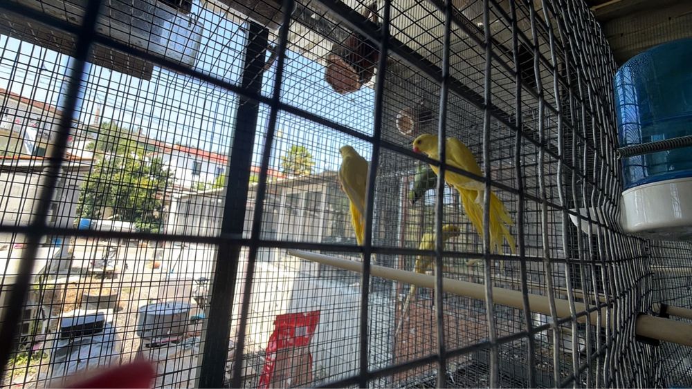 Vendo casais de aves