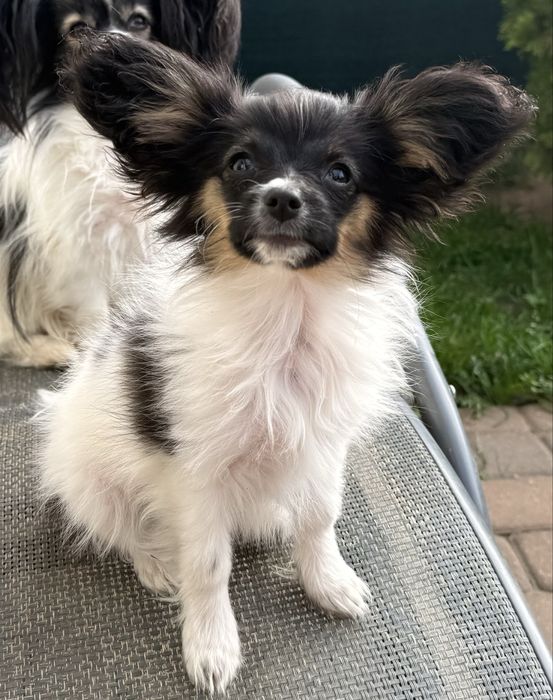 Papillon Spaniel Kontynentalny Miniaturowy suczka