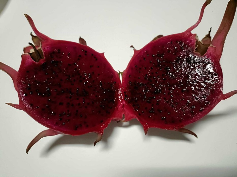 Estacas de Pitaya / Dragon Fruit / Fruta do Dragão