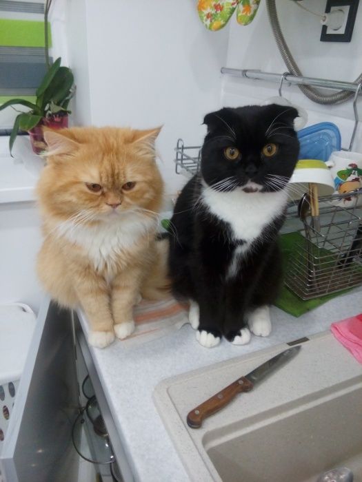 Добрий день. Я - Флеш. Бажаю познайомитись...