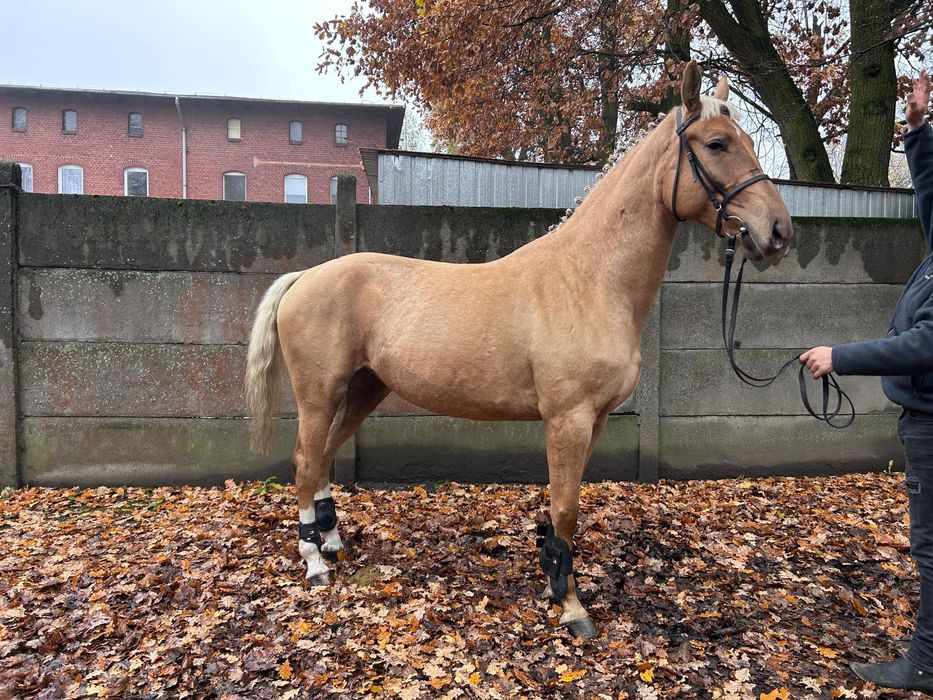 Klacz wielkopolska-izabel