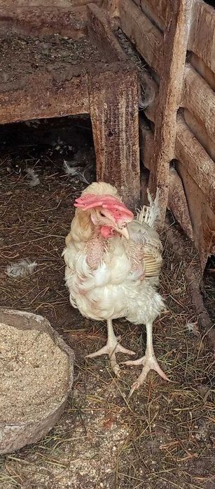 Продам кури несучки леггорн