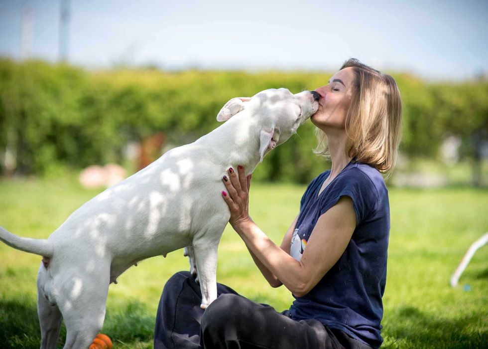 Do adopcji Shiva, suczka w typie amstaffa TTB Poznań