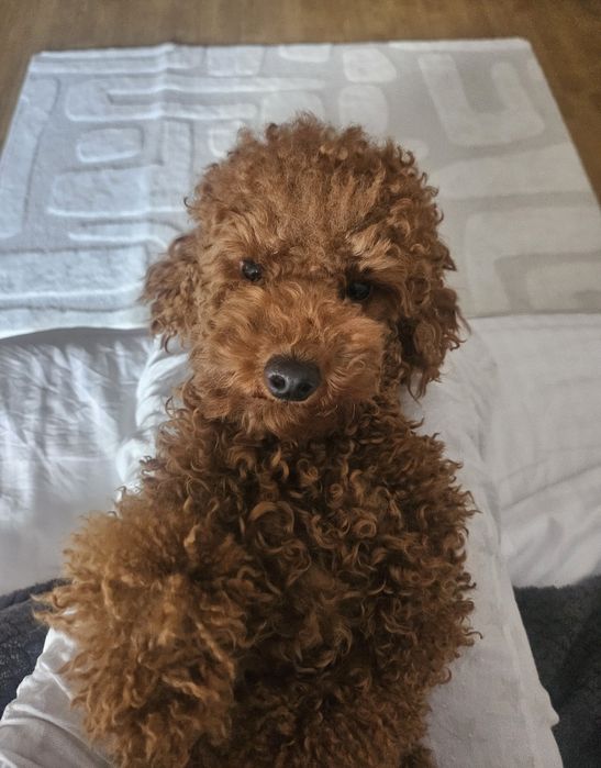 Вязка мальтіпу, той пудель